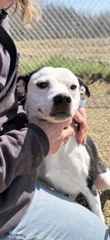 Jack Russell Terrier Dogs Available for Adoption in Warren, Ohio - Cain | PetCurious
