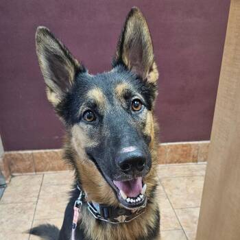 Luna 12 -  German Shepherd Dog Dog for Adoption in Tulsa, Oklahoma - Luna 12 | PetCurious