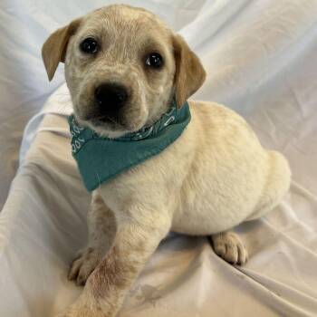 Thackery -  Mixed Breed Dog for Adoption in Canal Winchester, Ohio - Thackery | PetCurious