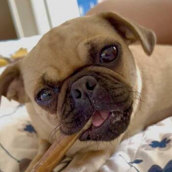 Rescue Pug Dogs for Adoption in Austin, Texas - Pibble Von Voldersnort 2 | PetCurious