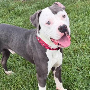 George -  Pit Bull Terrier Dog for Adoption in Plainfield, Illinois - George | PetCurious