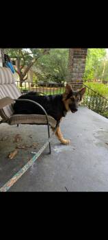 Rescue German Shepherd Dog and Smooth Collie Dogs for Adoption in Greenville, South Carolina - Mickey | PetCurious