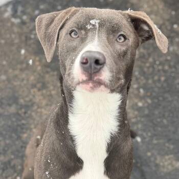 Mixed Breed Dogs Available for Adoption - SYLVIA | PetCurious