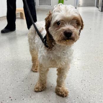 Poodle and Shih Tzu Dogs Available for Adoption - Thumbelina | PetCurious