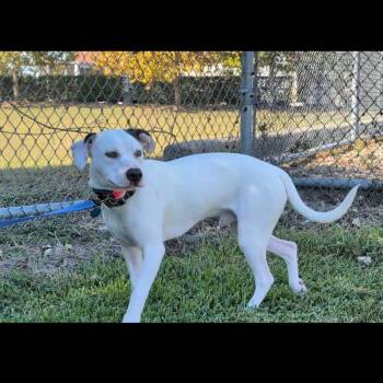 Rescue Hound and American Staffordshire Terrier Dogs for Adoption in Richmond, Texas - FLASH | PetCurious