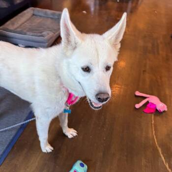 MarciaMallow -  Husky Dog for Adoption in Chicago, Illinois - MarciaMallow | PetCurious