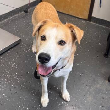 Mixed Breed Dogs Available for Adoption in Columbiana, Alabama - Bingo | PetCurious