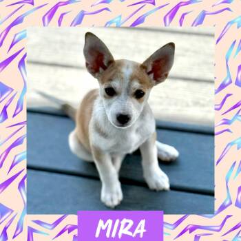 Mira -  Rat Terrier Dog for Adoption in Littleton, Colorado - Mira | PetCurious