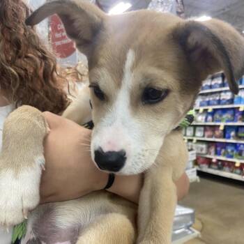 Bolt -  Mixed Breed Dog for Adoption in Hagerstown, Maryland - Bolt | PetCurious
