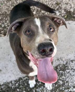 Luna -  Pit Bull Terrier Dog for Adoption in Newburg, Missouri - Luna | PetCurious
