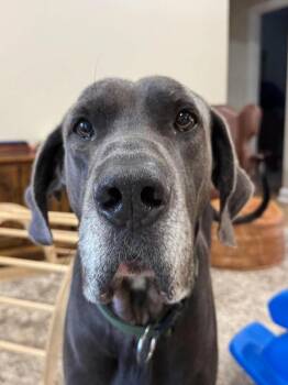 Bruno -  Great Dane Dog for Adoption in Bullard, Texas - Bruno | PetCurious
