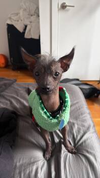 Gremlin -  Xoloitzcuintli Mexican Hairless Dog for Adoption - Gremlin | PetCurious