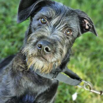 Nala -  Schnoodle Dog for Adoption in Shiloh, Illinois - Nala | PetCurious