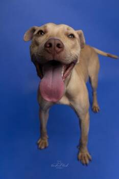 HEYWARD -  Mixed Breed Dog for Adoption in Charlotte, North Carolina - HEYWARD | PetCurious