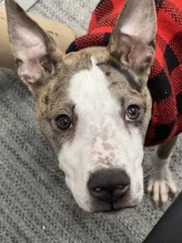 Mixed Breed Dogs Available for Adoption - Shortcake | PetCurious