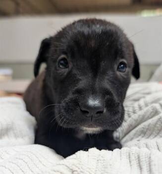 HARAMBI -  Mixed Breed Dog for Adoption in Jacksonville, Florida - HARAMBI | PetCurious