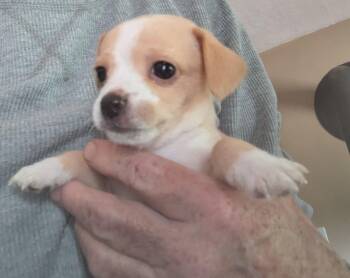 Latte -  Chihuahua Dog for Adoption in Clatskanie, Oregon - Latte | PetCurious