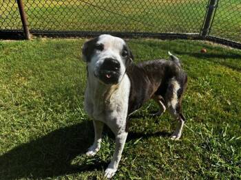 MABEL -  Pit Bull Terrier and Mixed Breed Dog for Adoption in Grovetown, Georgia - MABEL | PetCurious