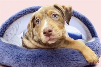 Labrador Retriever and Mixed Breed Dogs Available for Adoption - SINATRA | PetCurious