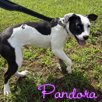 Pandora -  Pit Bull Terrier and Mixed Breed Dog for Adoption in Hillsboro, Ohio - Pandora | PetCurious