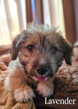 Terrier Dogs Available for Adoption - Lavender | PetCurious
