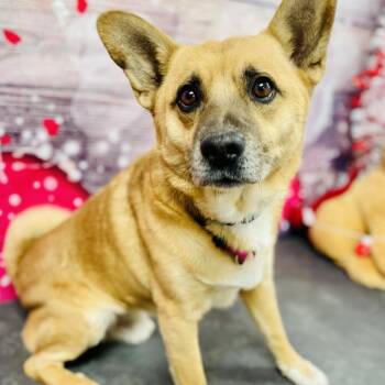 Corgi Dogs Available for Adoption - Zip | PetCurious