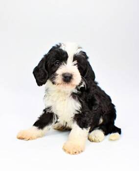 Poodle and Mixed Breed Dogs Available for Adoption in Morton Grove, Illinois - Everett | PetCurious
