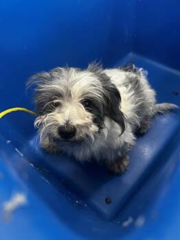 RAVEN -  Mixed Breed Dog for Adoption in Dallas, Texas - RAVEN | PetCurious