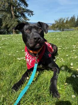 Pit Bull Terrier Dogs Available for Adoption in Troutdale, Oregon - Monkey (mcas) | PetCurious
