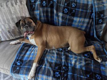 Zoey -  Boxer Dog for Adoption in Uxbridge, Massachusetts - Zoey | PetCurious
