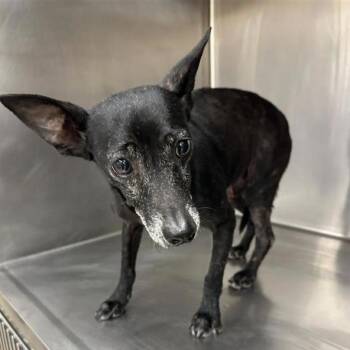 Rico -  Rat Terrier Dog for Adoption in Austin, Texas - Rico | PetCurious