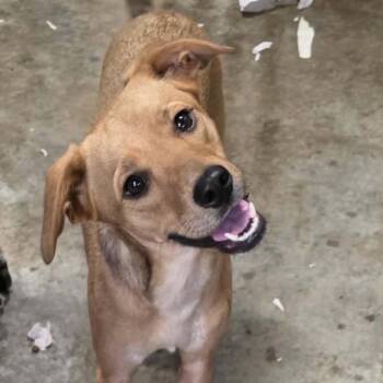 Lexie -  Mixed Breed Dog for Adoption - Lexie | PetCurious