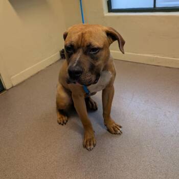 Pit Bull Terrier Dogs Available for Adoption in Pasadena, California - Morris | PetCurious