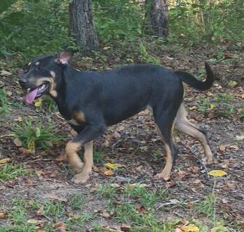 Juneau -  Mixed Breed Dog for Adoption in Taycheedah, Wisconsin - Juneau | PetCurious