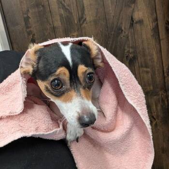 Jack Russell Terrier Dogs Available for Adoption - SNARF | PetCurious