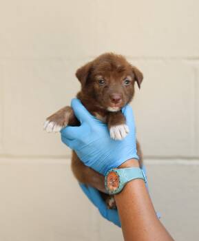 Kingston -  Australian Shepherd Dog for Adoption in Lucedale, Mississippi - Kingston | PetCurious