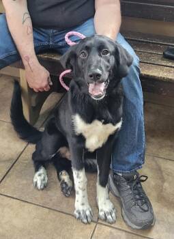 Flat Coated Retriever and Border Collie Dogs Available for Adoption - Roxy | PetCurious