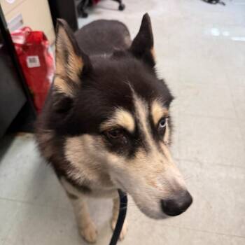 Runner -  Husky Dog for Adoption in Philadelphia, Pennsylvania - Runner | PetCurious
