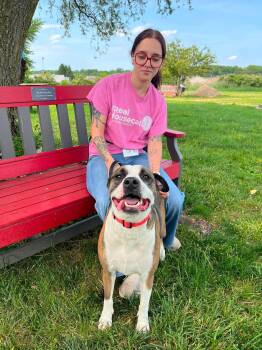 Daphne -  Mixed Breed Dog for Adoption in Elyria, Ohio - Daphne | PetCurious
