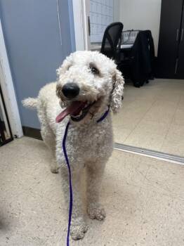 TILLY -  Poodle Dog for Adoption in Killeen, Texas - TILLY | PetCurious