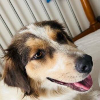 Khaleesi -  Mixed Breed Dog for Adoption in Flagstaff, Arizona - Khaleesi | PetCurious