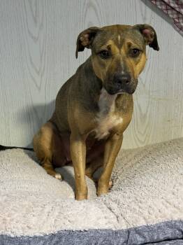 Rescue Black Mouth Cur and Rhodesian Ridgeback Dogs for Adoption in Opelousas, Louisiana - Sia | PetCurious