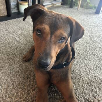 Rescue Shepherd Dogs for Adoption in San Antonio, Texas - Teddy B | PetCurious