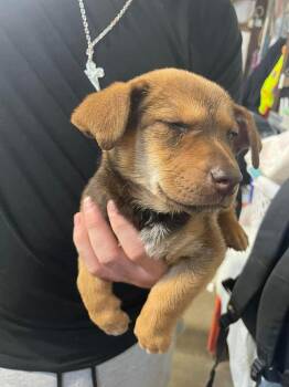 Chihuahua and Miniature Pinscher Dogs Available for Adoption - JV Sahara | PetCurious