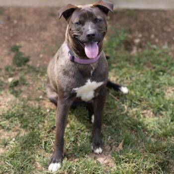 Sonny -  Plott Hound and Labrador Retriever Dog for Adoption - Sonny | PetCurious