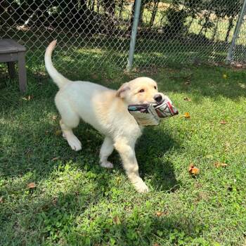 Jack -  Husky and Mixed Breed Dog for Adoption in Roxboro, North Carolina - Jack | PetCurious