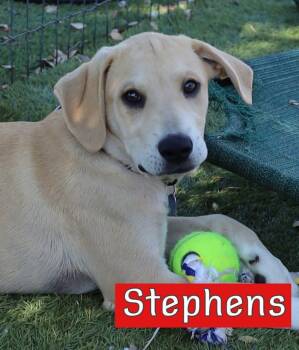 Hound and Rhodesian Ridgeback Dogs Available for Adoption in Southlake, Texas - Stephens | PetCurious