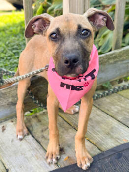 Rescue Black Mouth Cur and Terrier Dogs for Adoption in Anderson, Indiana - Layla | PetCurious