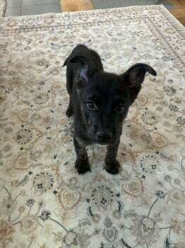 Shepherd Dogs Available for Adoption in Salt Lake City, Utah - Hawthorn | PetCurious