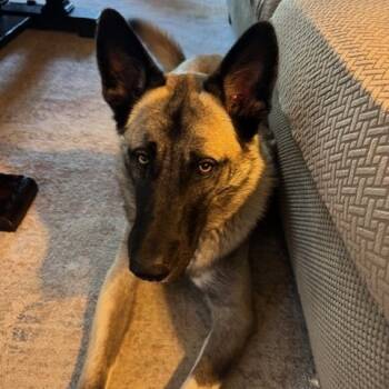 Rescue Mixed Breed Dogs for Adoption in Houston, Texas - Gunner | PetCurious